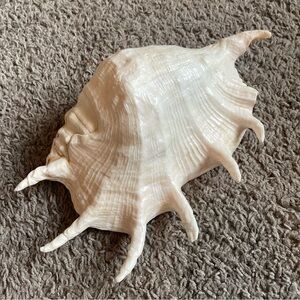 Huge Lambis Spyder Conch Seashell Natural Shell Rare Real Beach 10.5" Large